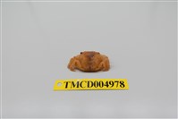 藏品(平背蜞)的圖片